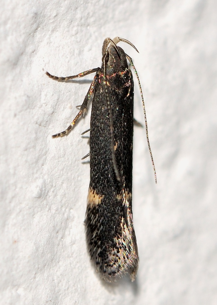 Gelechiidae n 2